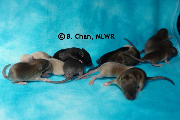 Whole Litter - Day 13