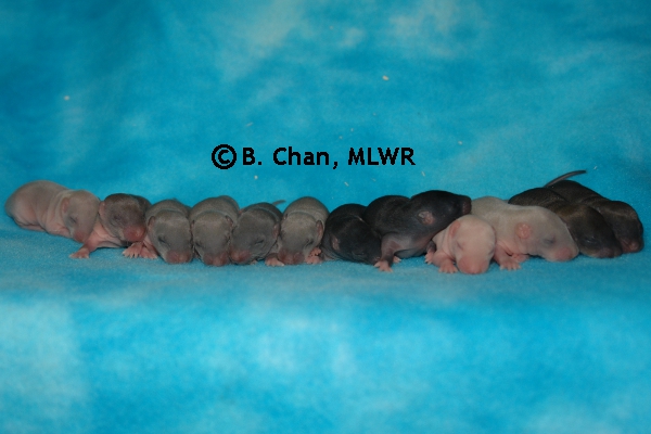 Whole Litter - Day 8