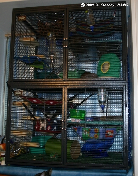 My boys' cage