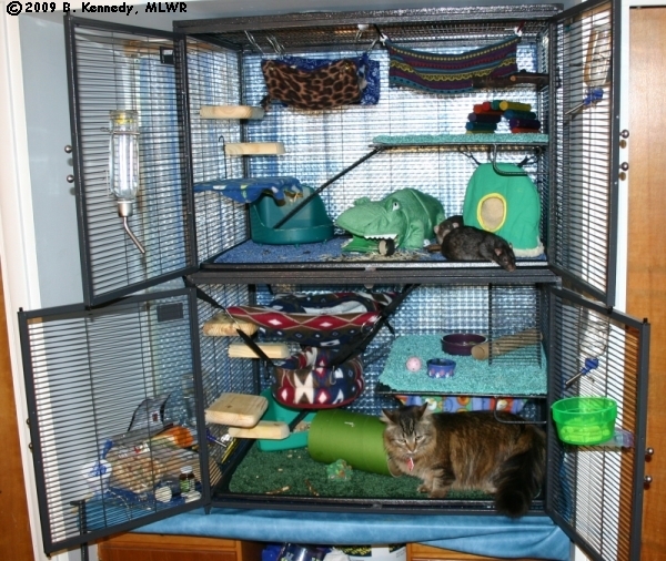 My boys' cage