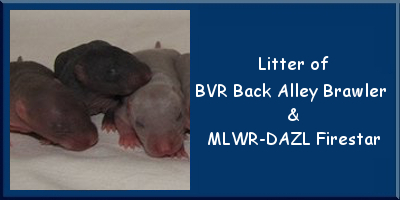 Litter of BVR Back Alley Brawler and MLWR-DAZL Firestar at BVR