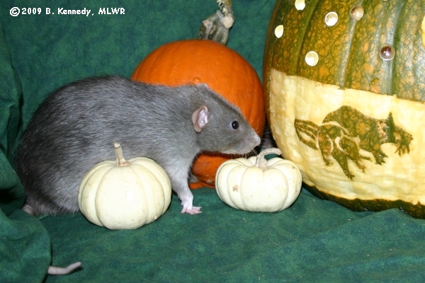 Gus checking out the pumpkins