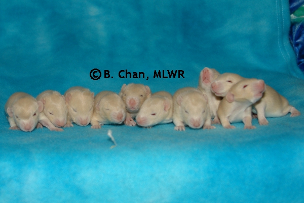 Whole Litter - Day 16