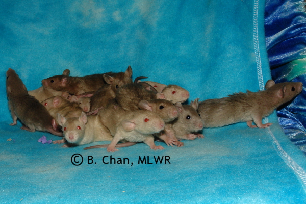 Whole litter - 26 days old