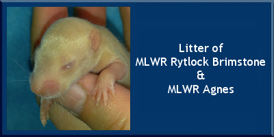 Litter of MLWR Rytlock Brimstone and MLWR Agnes