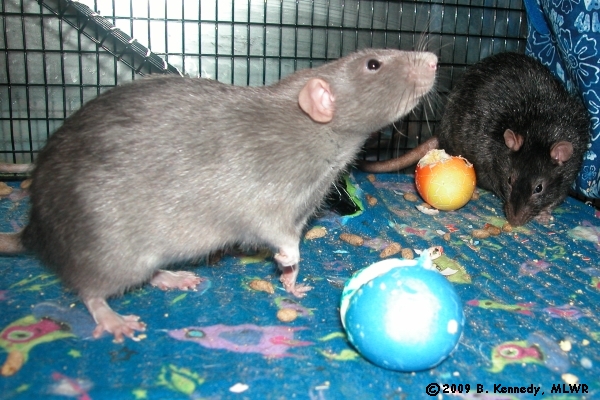 Schnee and Chortle enjoying easter eggs
