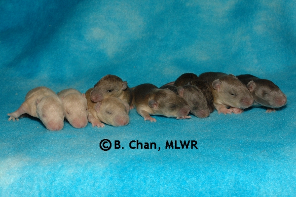 Whole Litter - Day 14