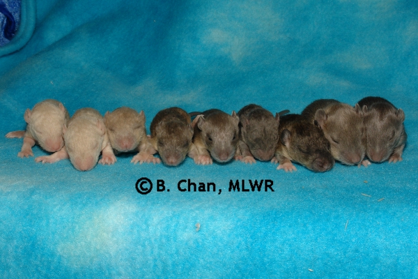 Whole Litter - Day 15