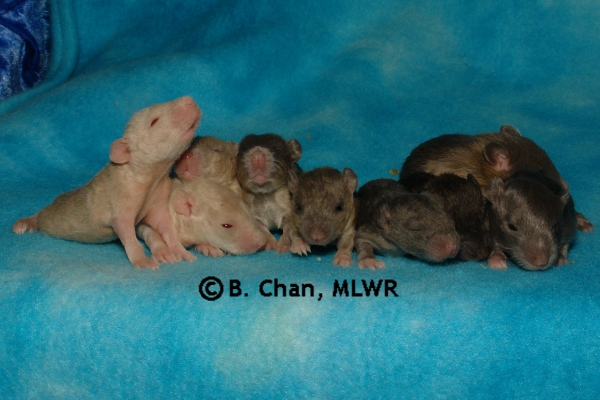 Whole Litter - Day 16
