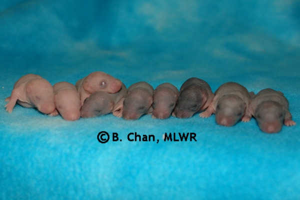 Whole Litter - Day 7