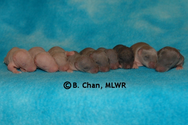 Whole Litter - Day 9
