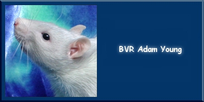 BVR Adam Young