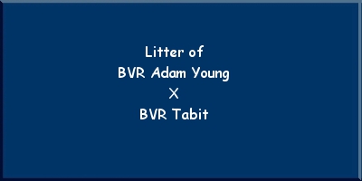 Litter of BVR Adam Young x BVR Tabit
