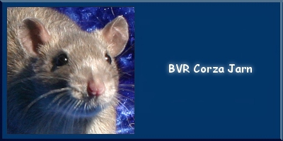 BVR Corza Jarn