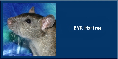 BVR Hartree