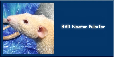BVR Newton Pulsifer