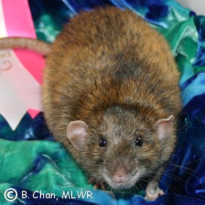 Agouti Rat