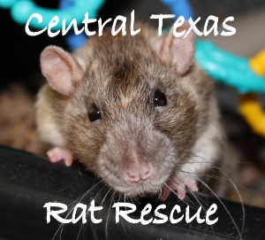 Central Texas Rat Rescue
