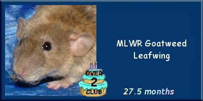 MLWR Goatweed Leafwing