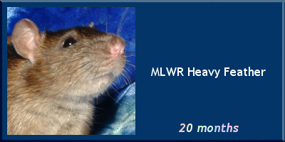 MLWR Heavy Feather