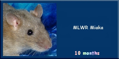 MLWR Miaka