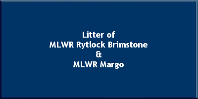 Litter of MLWR Rytlock Brimstone and MLWR Margo