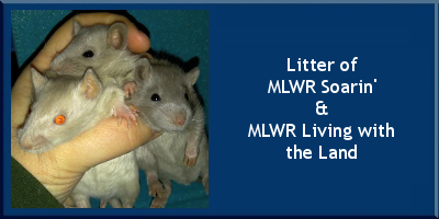 Litter of MLWR Soarin' x MLWR Living with the Land