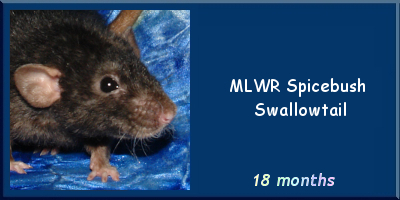 MLWR Spicebush Swallowtail
