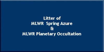 Litter of MLWR Spring Azure x MLWR Planetary Occultation