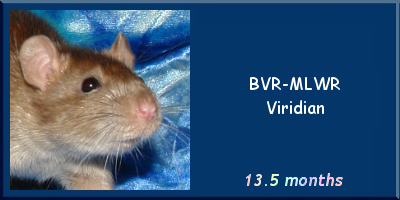 BVR-MLWR Viridian