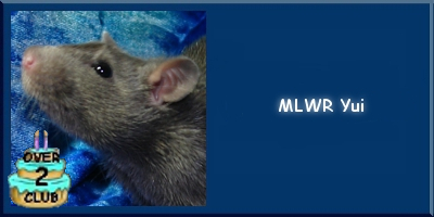 MLWR Yui