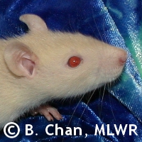 MLWR Pyewacket
