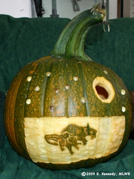 Pumpkin with rat design