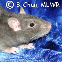 FSTR Rhea