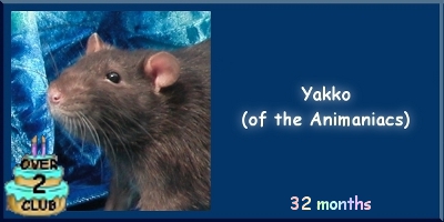 Yakko