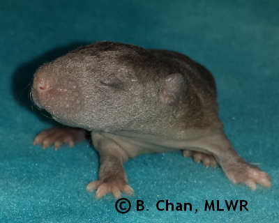 Regal Fritillary - 11 days old