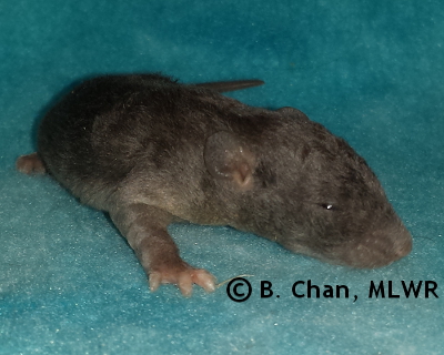 Regal Fritillary - 13 days old