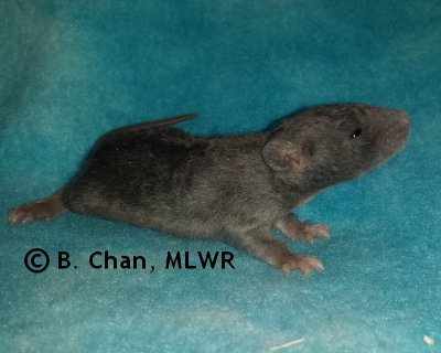 Regal Fritillary - 14 days old