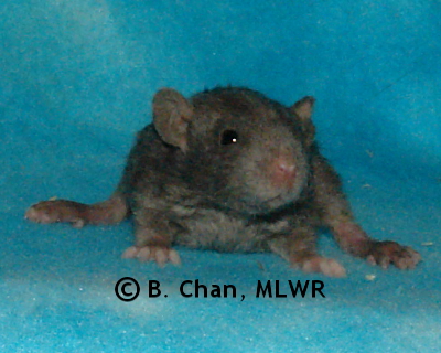 Regal Fritillary - 18 days old