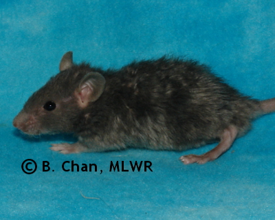 Regal Fritillary - 26 days old