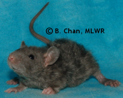 Regal Fritillary - 36 days old