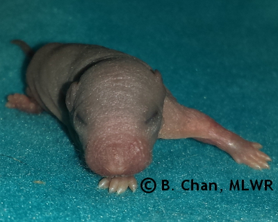 Regal Fritillary - 4 days old