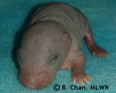 Regal Fritillary - 5 days old