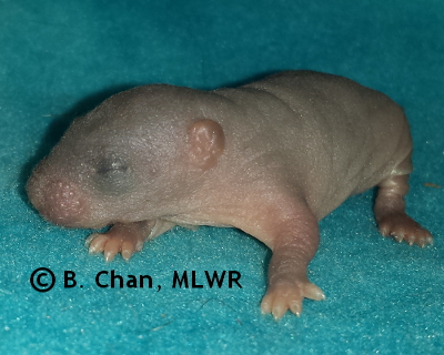 Regal Fritillary - 6 days old
