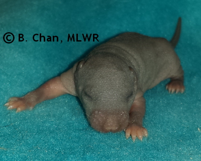 Regal Fritillary - 7 days old