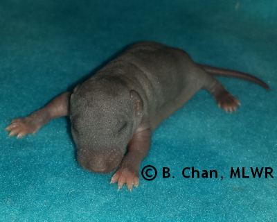 Regal Fritillary - 8 days old