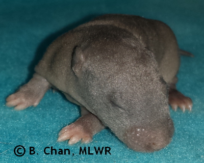 Regal Fritillary - 9 days old