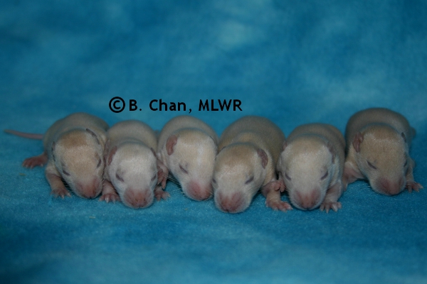 Boys - Day 11