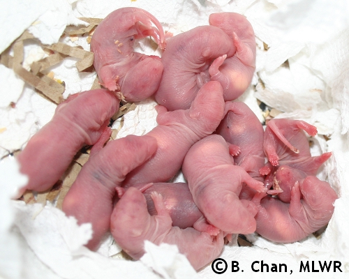 Whole Litter - Day 0