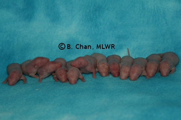Whole Litter - Day 1